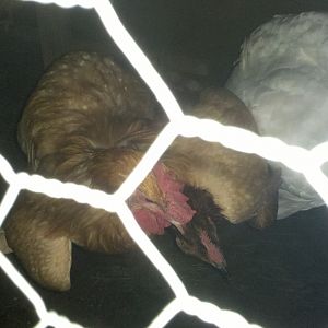 Stew protecting one of the BA pullets