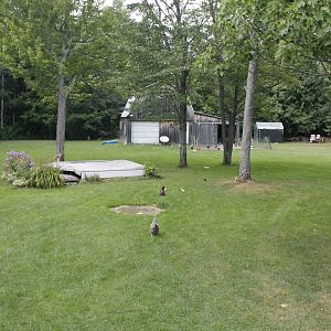 Most of our birds (minus the silkies and bantam Ameraucanas) free range after breeding season, and have plenty of space to relax and more than enough grass to munch on. They spend the majority of their daytime in the woods getting out of the sun. Everyone is happy and well taken care of. :)