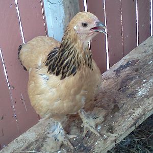 Trouble my brahma hen