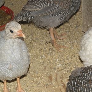 l to r. lavender, pearl grey, white guineas