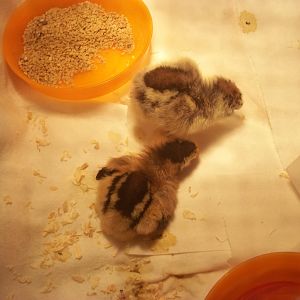 3 day old Ameraucana chicks.
