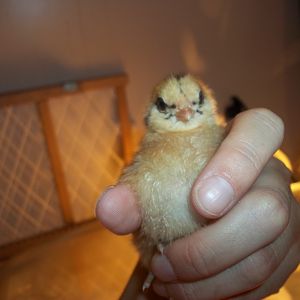 3 day old Ameraucana chick.