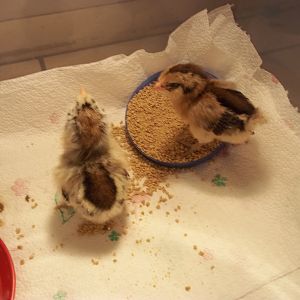 The two newest additions.