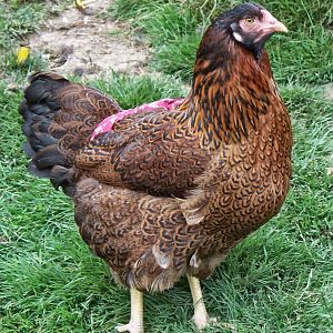 Partridge Chantecler pullet