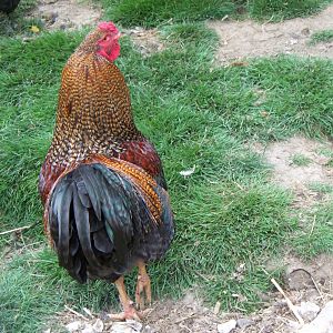 Crele chantecler cockerel