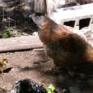 Ramadan (duckling) with his foster Momma (red hen)