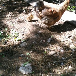 Duckling with his foster mom (hen)