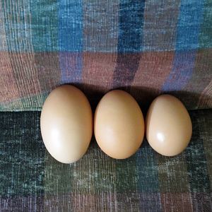 Right to left:  large egg, jumbo double yolk, monster egg.   I think this egg was Eleanor's as she is the one that often lays the jumbo double yolks and she didn't lay an egg two days ago and then this egg.  It took two days to produce this egg.  Luckily the egg was elongated and only slighly wider than the regular jumbo, for my girl's sake!