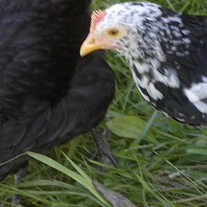 Almost 9 week old Ancona - pink comb