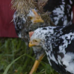 Almost 9 week old Anconas - bottom has pink comb, top has yellow-orange comb, same color as legs on both birds.

Somewhat blurry. Can't those chickens sit still and say "cheese"??