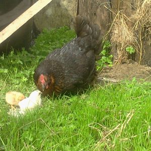 Ebony (blackrock) with 2 of her first chicks!