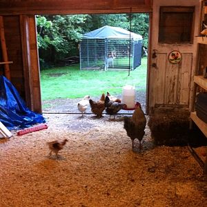 Main part of chicken area. This is where they sleep, eat and lay their eggs.