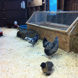 Brooder for the most part. Right now it is housing our Ameraucana bantams.