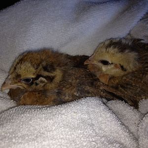 My newest additions; Two Americauna chicks(?) Marmalade and Ginger.