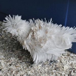 1st Generation sizzle