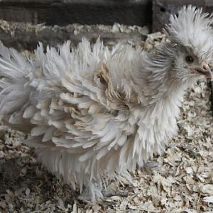 1st Generation sizzle