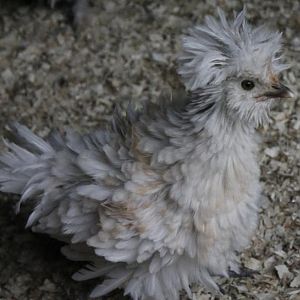 1st Generation sizzle