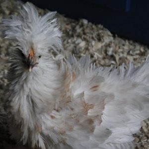 1st Generation sizzle