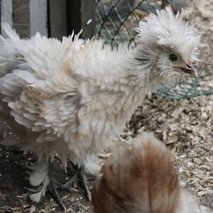 1st Generation sizzle