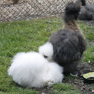 White & Partridge pullets - 15 weeks (Gretta & Phyllis)