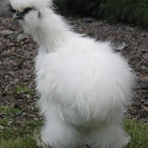 White cockerel - 15 weeks (Scotty Mac)