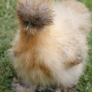 Buff x Blue mating - Pullet - 12 weeks