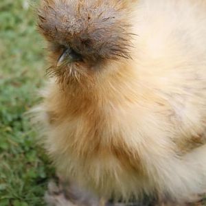 Buff x Blue mating - Pullet - 12 weeks