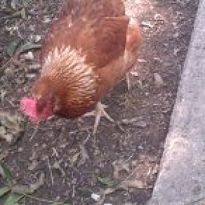 Lucinda is named after Lucinda Williams. She's a golden sex link and is about 1 year old.