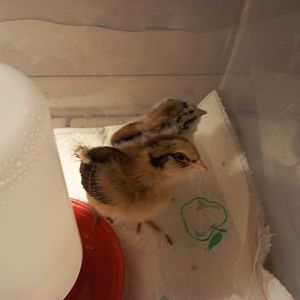 1 week old Ameraucana chicks