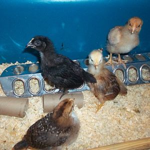 They are 2 weeks old now.