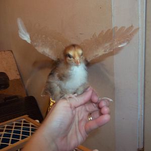 Wing flapping.