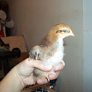 This is Giblet