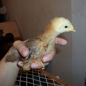 This is Girl,  named by my 2 year old.
