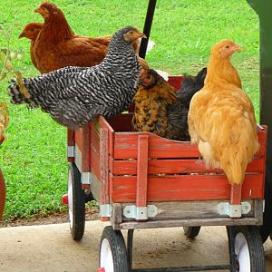 Ready for a ride....who's going to "pullet" us around!!??