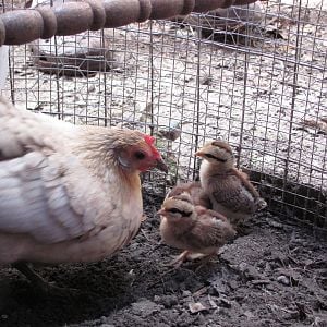 Dovie & 1 week old peeps 8-21-12