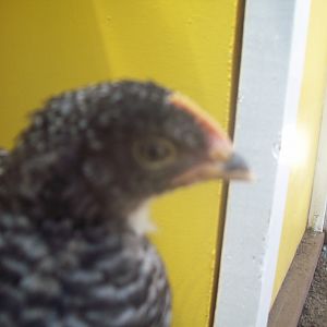 Lady Lacey, Barred Rock Pullet (Close Up View Of Head/Comb)
