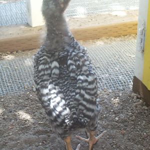 Speckles, Barred Rock Cockerel