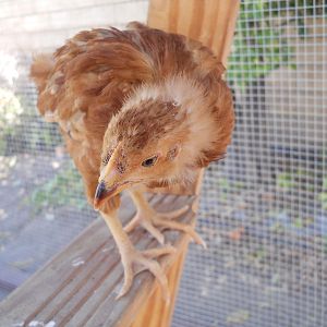 Peep, Rhode Island Red Pullet