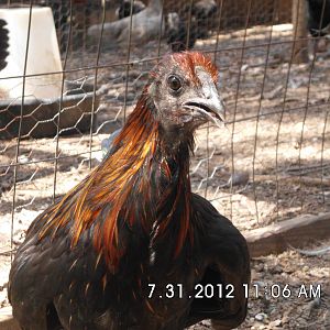 Fm Sumatra "Rusty"