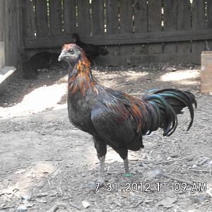 Fm Sumatra "Rusty" (2)