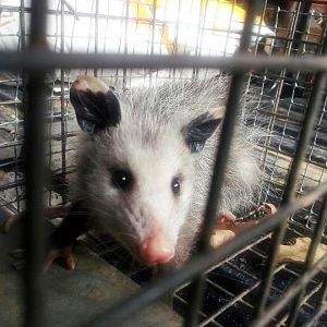 Baby opposum closeup!