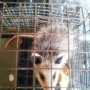 Baby opposum from above! lil thing was still hissing at me!