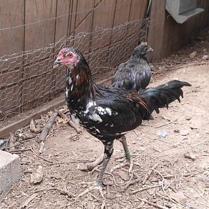 Brazilian Cockeral "Put Put"