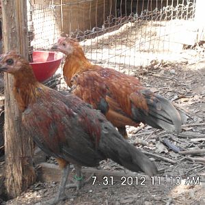 Brazilian Cockerals