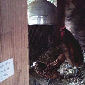 New Seabright Hen: Sally