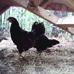 On the right, Americauna Hen: Raven