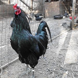 Giant Sumatra F1 Cock Chester (1)