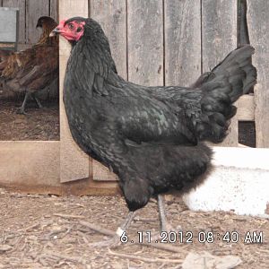 GS F1 "Ugly Betty"