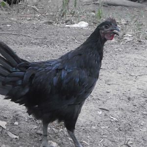 GS F2 "Jaque le Coque" 2