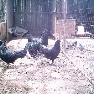 Sumatra Hens 051012